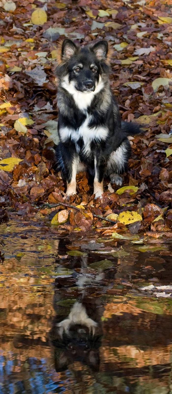 Finsk lapphund ~ Mols Bjerges Zola ~ - NYT 5 mdr gammel.. og sikke et smukt spejlbillede billede 2