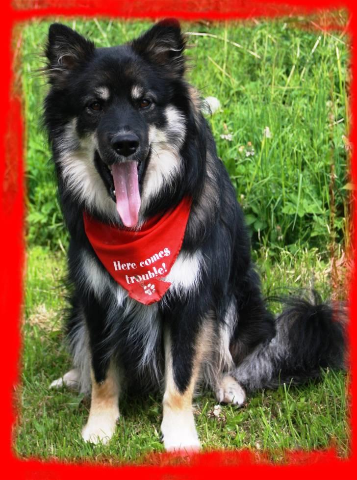 Finsk lapphund ~ Mols Bjerges Zola ~ billede 3
