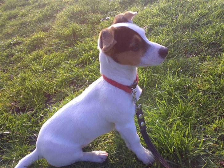 Jack russell terrier Selma :( død 28/7 10:( billede 13