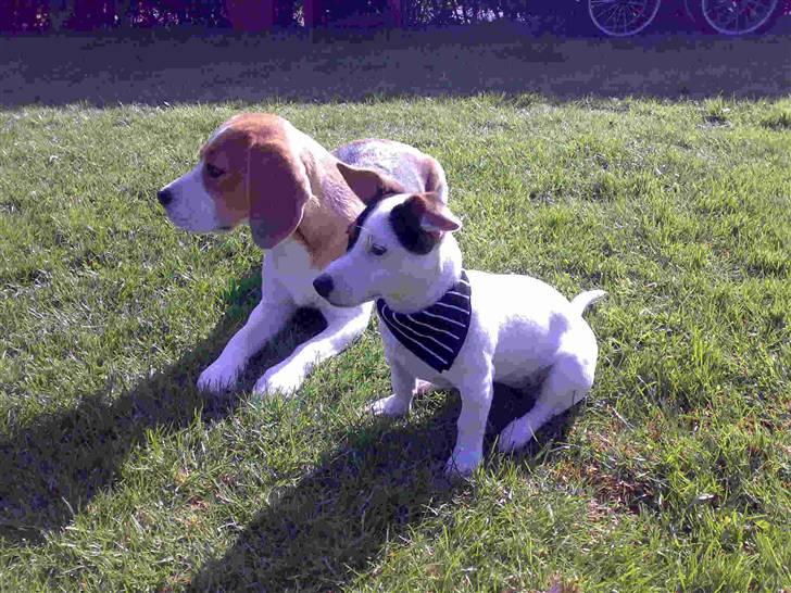 Jack russell terrier Selma :( død 28/7 10:( - Min bedste legekammerat Carla og jeg tager lige en slapper efter en vild legetur i haven. billede 14