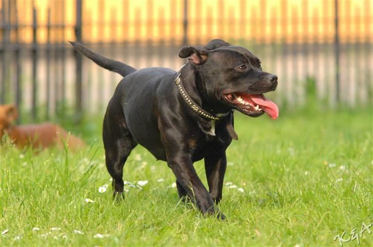 Staffordshire bull terrier Yasmin billede 6