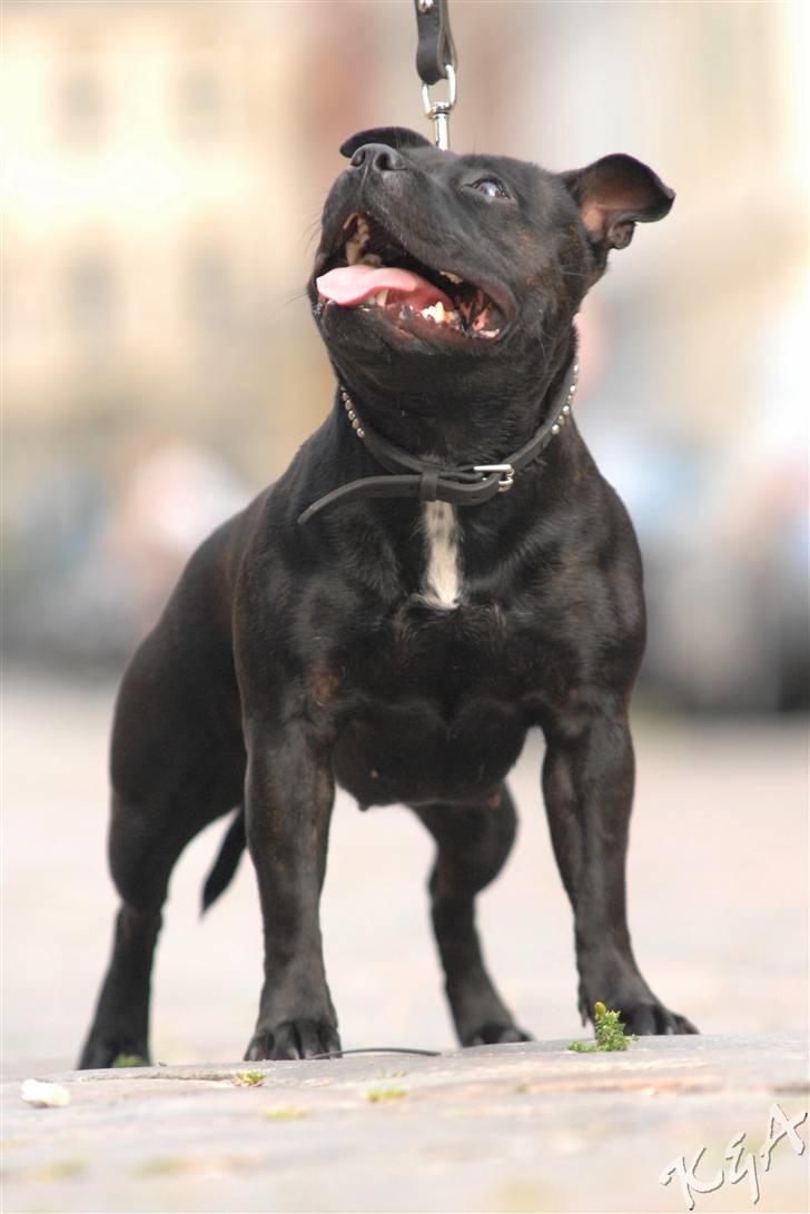 Staffordshire bull terrier Yasmin billede 7