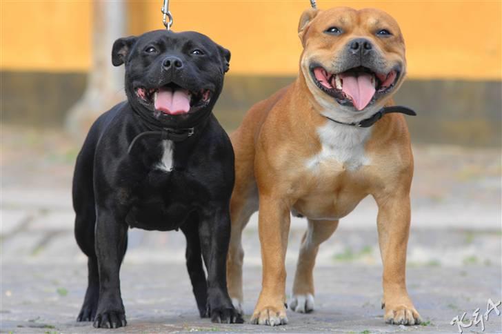 Staffordshire bull terrier Yasmin - Det er så mig og min lækre bror..... billede 8