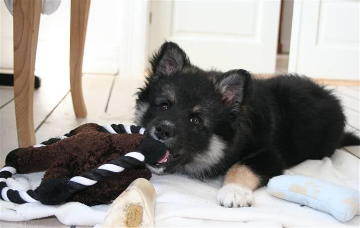 Finsk lapphund ~ Mols Bjerges Zola ~ - ballademager billede 4