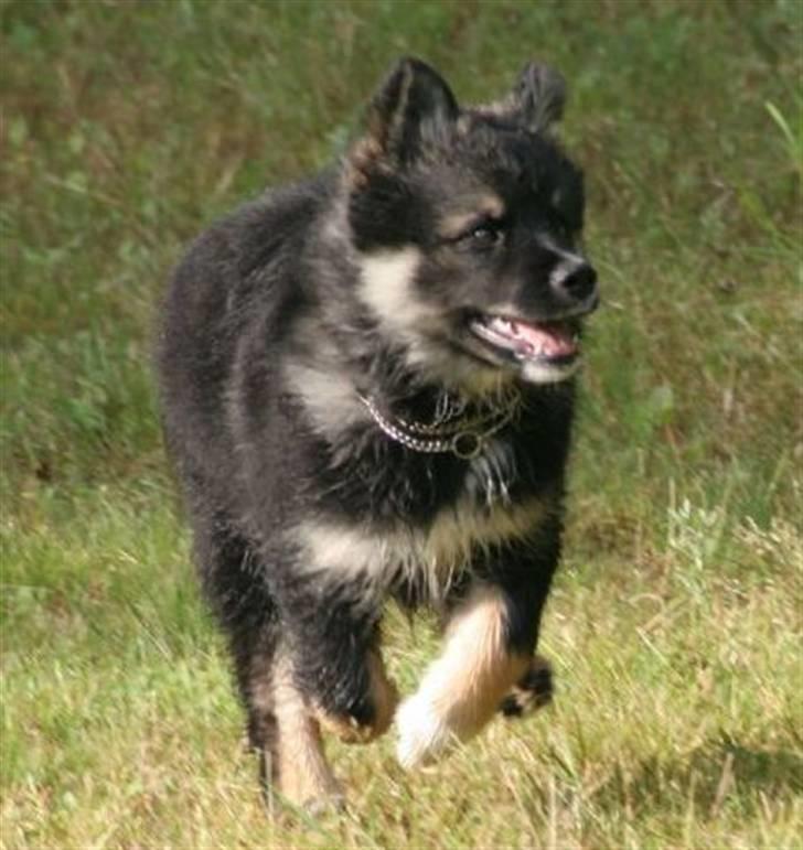 Finsk lapphund ~ Mols Bjerges Zola ~ - Wee... billede 5