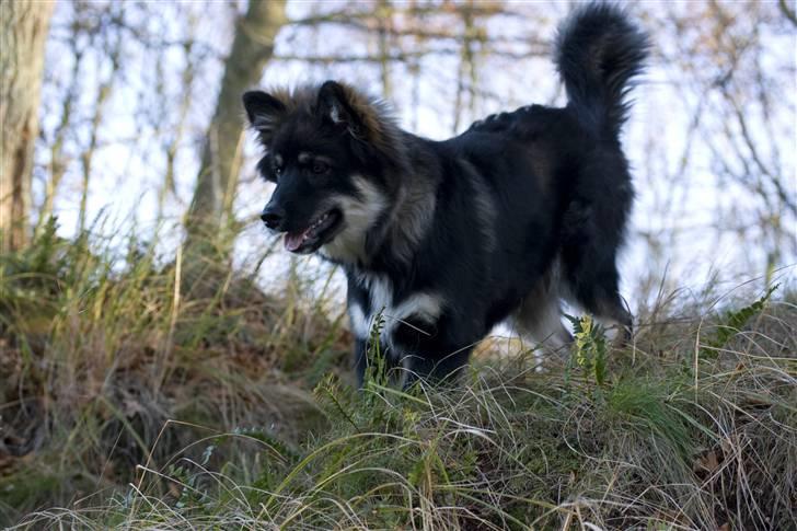 Finsk lapphund ~ Mols Bjerges Zola ~ - Nyt. 10-11-07... på tur i skoven billede 6