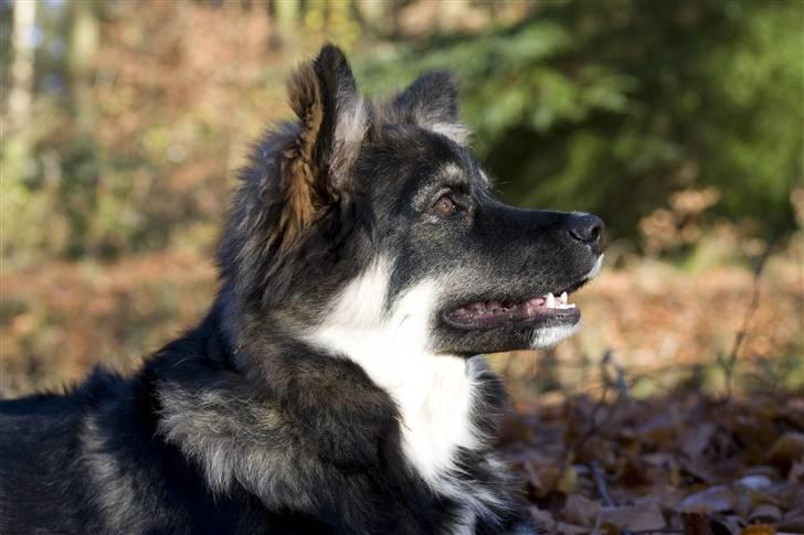 Finsk lapphund ~ Mols Bjerges Zola ~ - Nyt. 10-11-07. Så smuk i profil billede 7