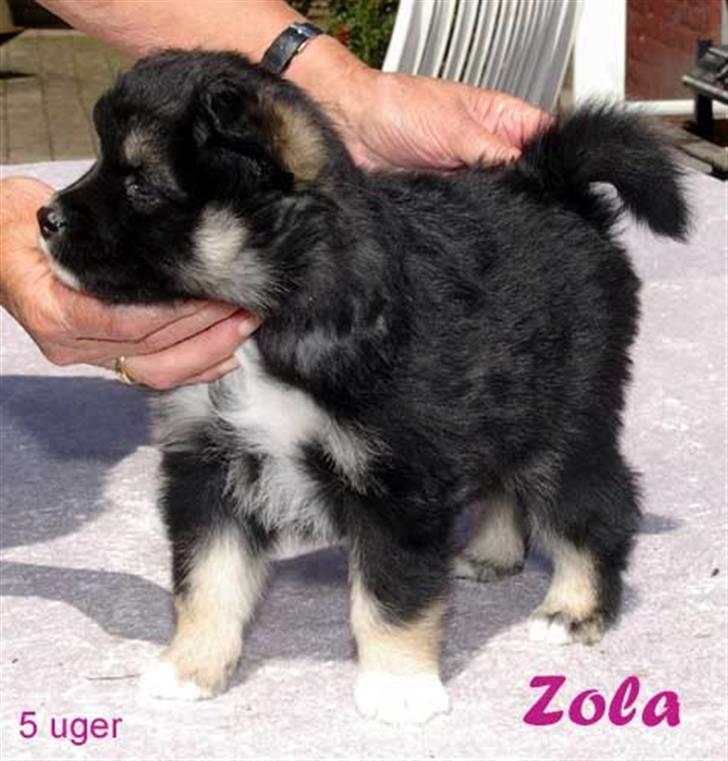 Finsk lapphund ~ Mols Bjerges Zola ~ - Ahhrr.. Jeg er så nuser:) 5 uger gammel billede 8
