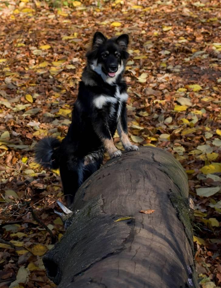 Finsk lapphund ~ Mols Bjerges Zola ~ - Nyt. 10-11-07. billede 9