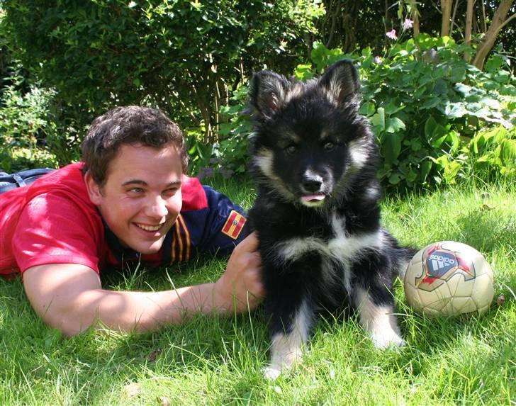 Finsk lapphund ~ Mols Bjerges Zola ~ - Mig og min menneske far.. uhh vi hygger os :) billede 10