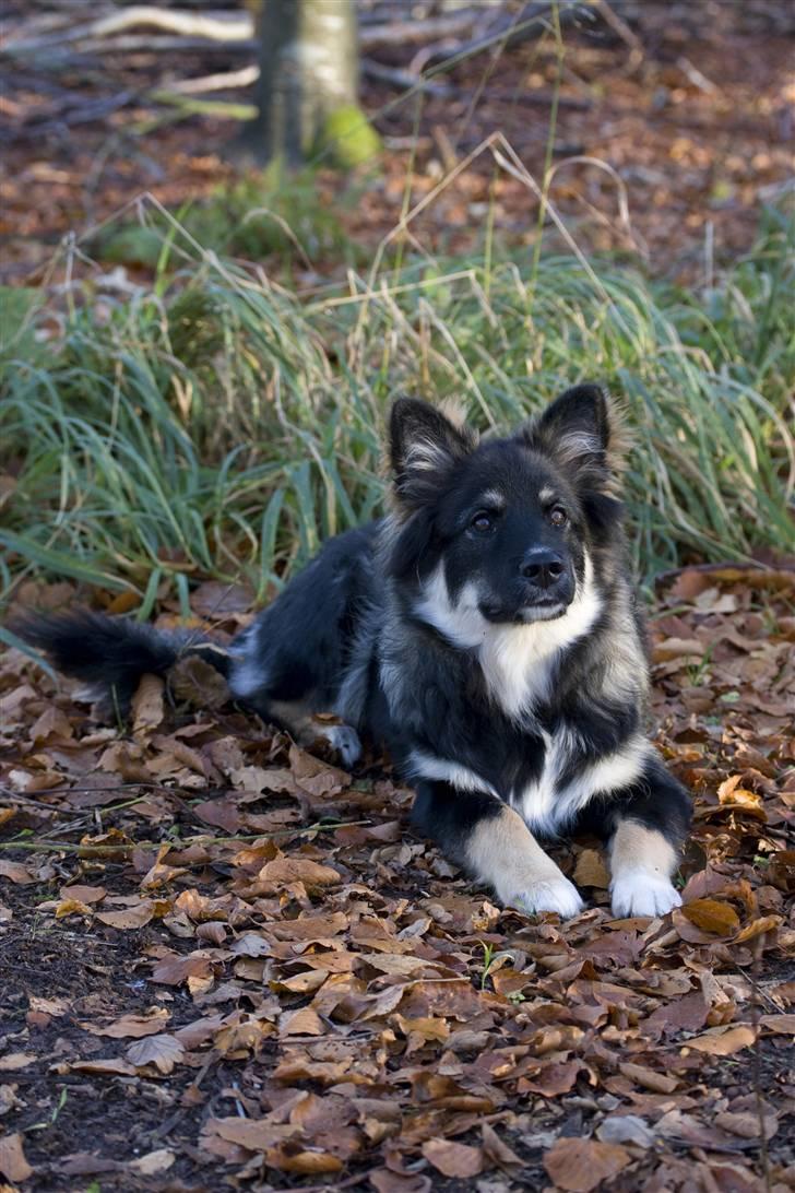 Finsk lapphund ~ Mols Bjerges Zola ~ - Nyt. 10-11-07 billede 11