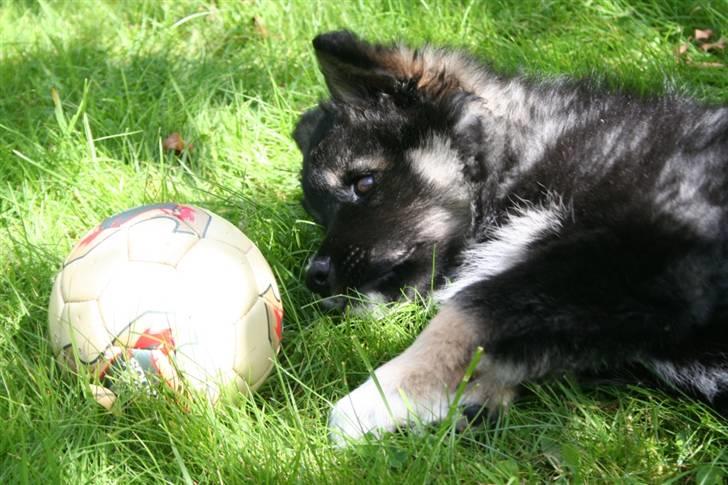Finsk lapphund ~ Mols Bjerges Zola ~ - Jeg er da bare dejlig <3 billede 12