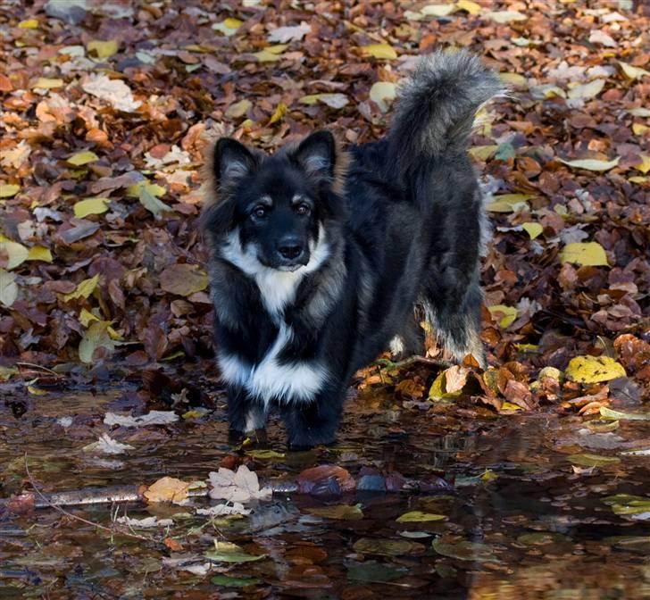 Finsk lapphund ~ Mols Bjerges Zola ~ - Nyt. 10-11-07. Hvem sagde at lapphunde ikke var vandhunde?  billede 13