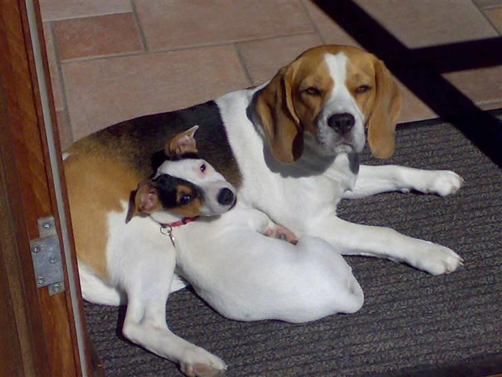 Beagle Carla - Tager en slapper i solen med min yndlings legekammerat Selma billede 13