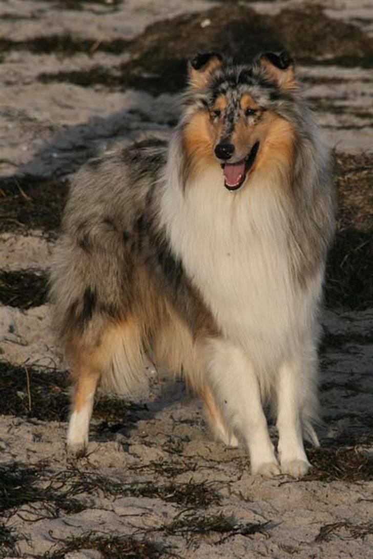 Collie langhåret Silver billede 1