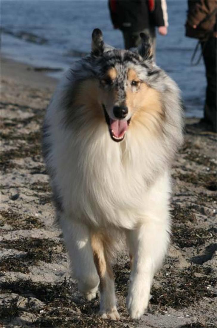 Collie langhåret Silver billede 2