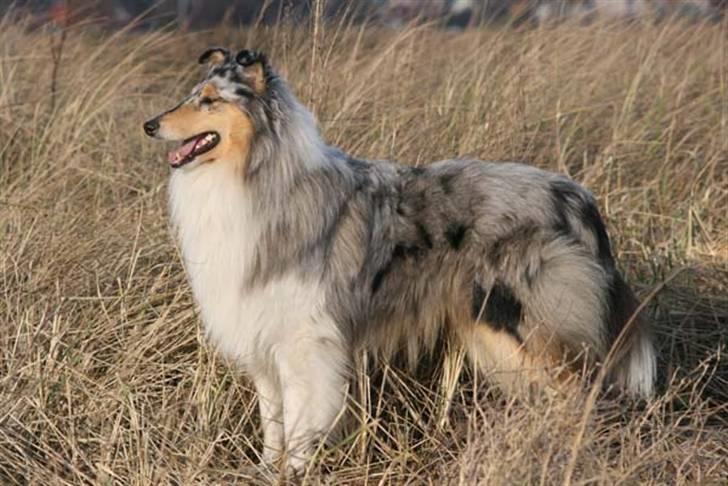 Collie langhåret Silver billede 3