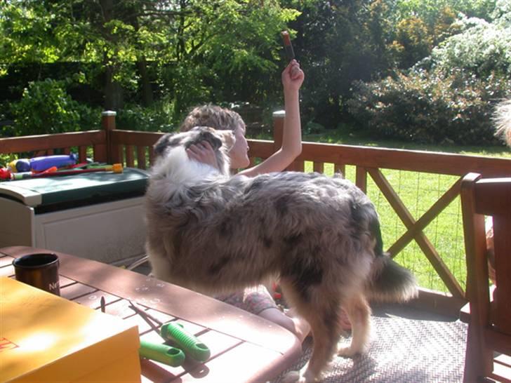 Collie langhåret Silver billede 4