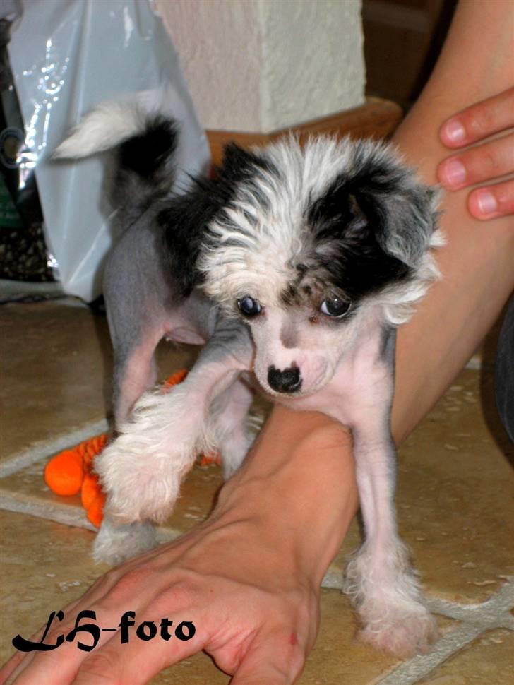 Chinese crested hårløs Caprioso Miao-ki  (Mia) - Så lille XD billede 15