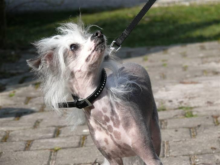 Chinese crested hårløs Caprioso Miao-ki  (Mia) billede 16