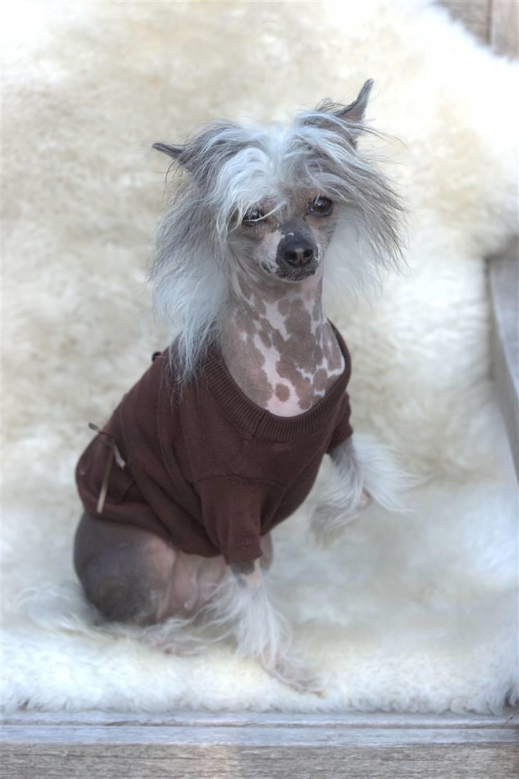 Chinese crested hårløs Caprioso Miao-ki  (Mia) billede 17