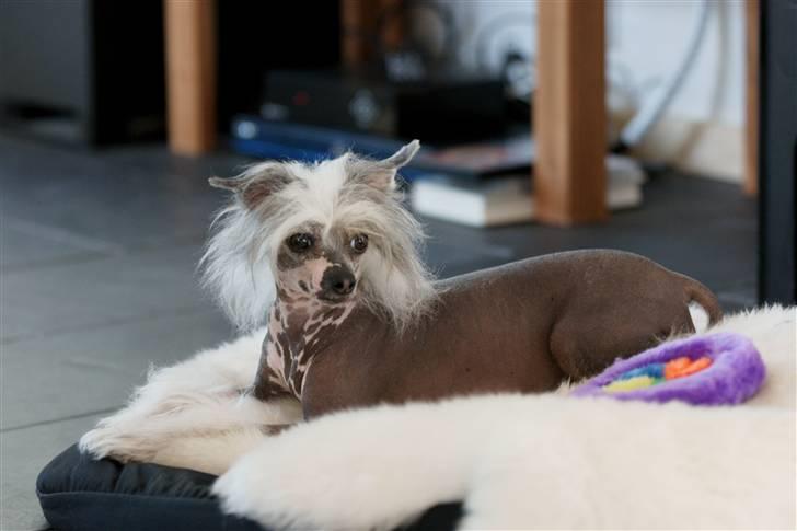 Chinese crested hårløs Caprioso Miao-ki  (Mia) billede 18