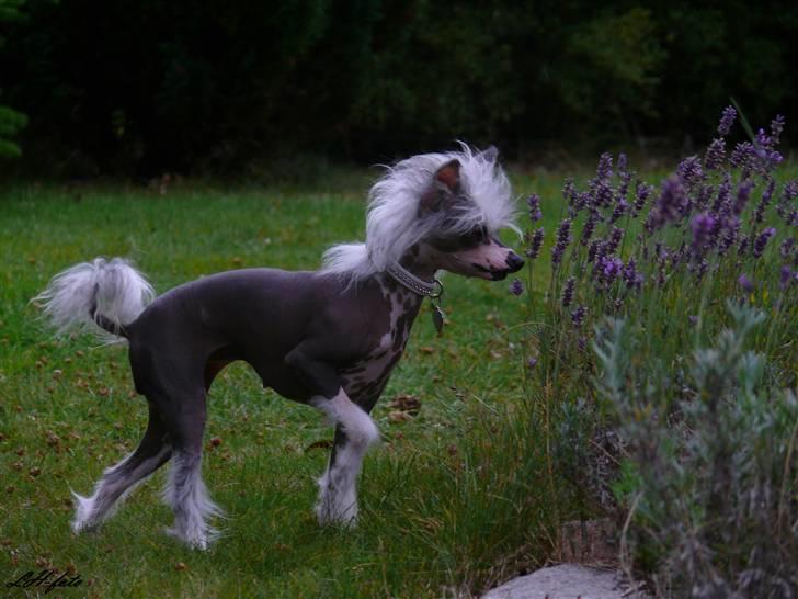 Chinese crested hårløs Caprioso Miao-ki  (Mia) billede 19