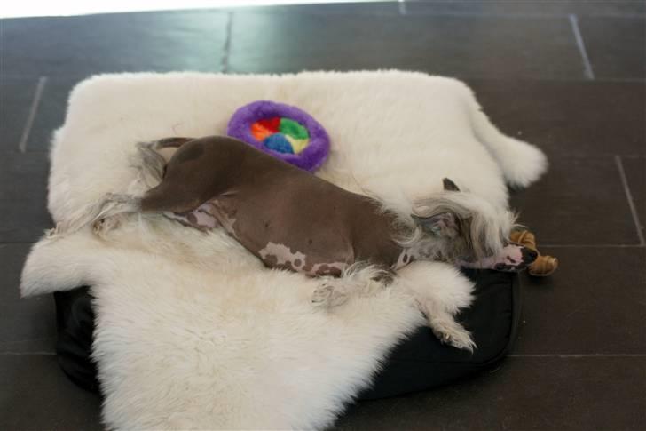 Chinese crested hårløs Caprioso Miao-ki  (Mia) billede 20