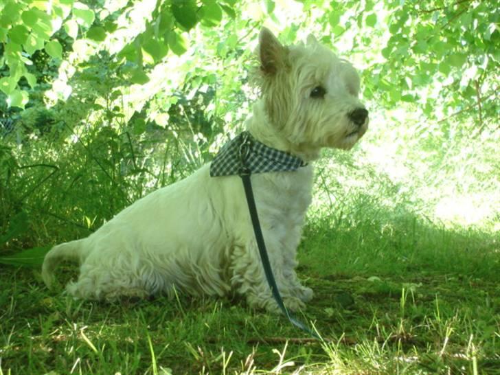West highland white terrier Turbo (Død: 25/7-08) billede 4