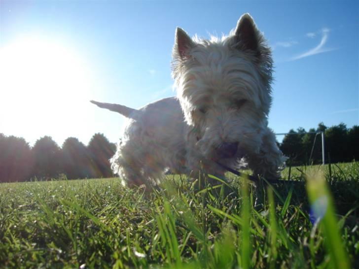 West highland white terrier Turbo (Død: 25/7-08) billede 6