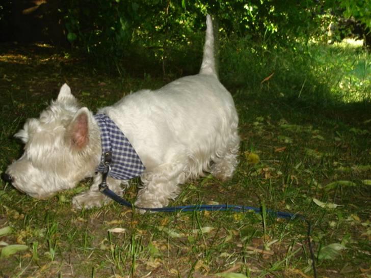West highland white terrier Turbo (Død: 25/7-08) billede 7