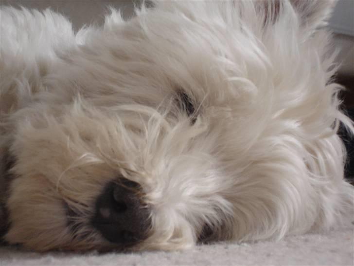 West highland white terrier Turbo (Død: 25/7-08) billede 8