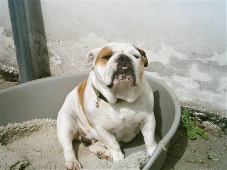 Engelsk bulldog Daisy - Daisy (Cheilla Charm Bulldog MI-Ol-Win) billede 1