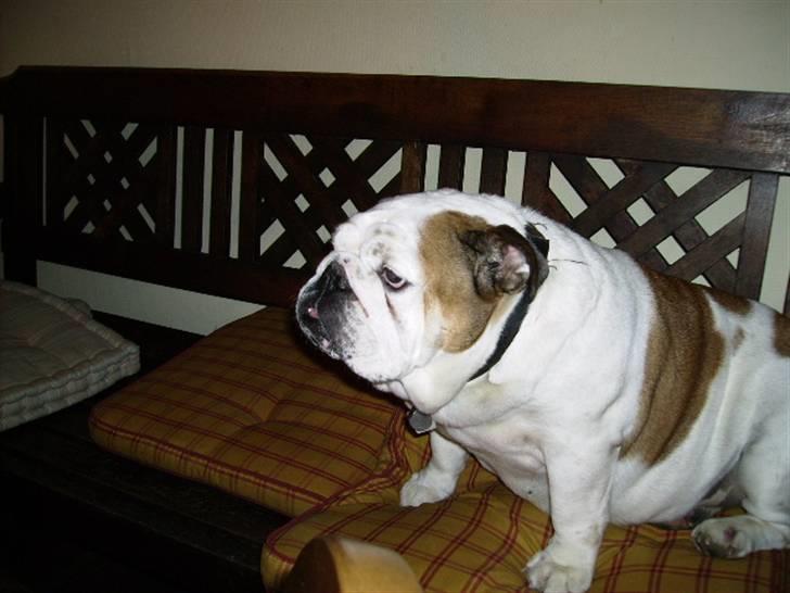 Engelsk bulldog Daisy - Bænkevarmer. billede 2