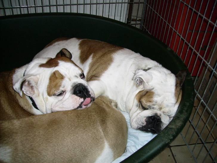 Engelsk bulldog Daisy - Daisy med hendes 2 døtre Rose og Vera billede 3