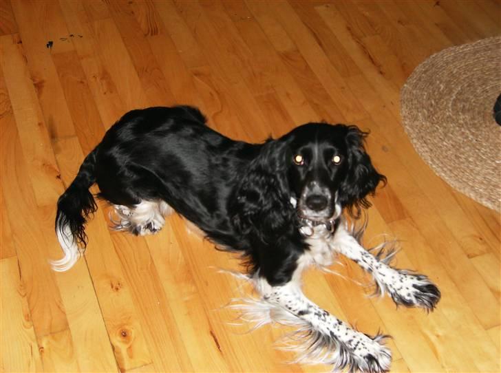 Cocker spaniel lady - Jeg er faktisk træt så lad vær med at tage flere billeder:-*)tak billede 10
