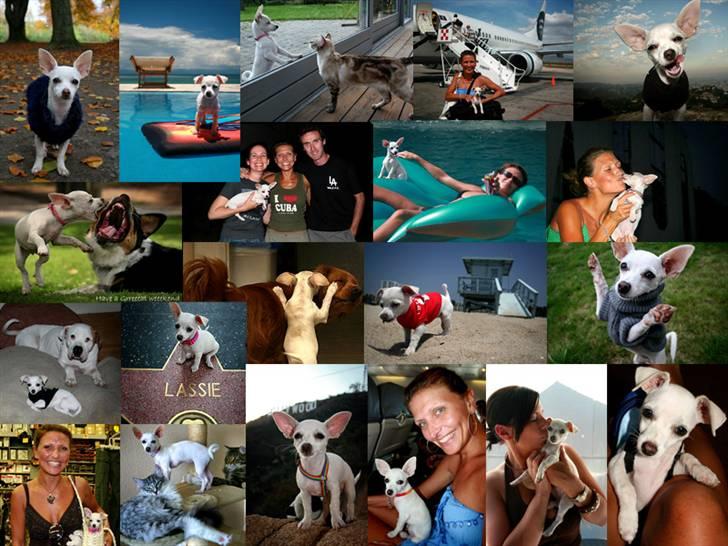 Chihuahua Guadalupe (Lupe) - Lupes første 6 mdr ca,  fortalt i billeder  billede 6