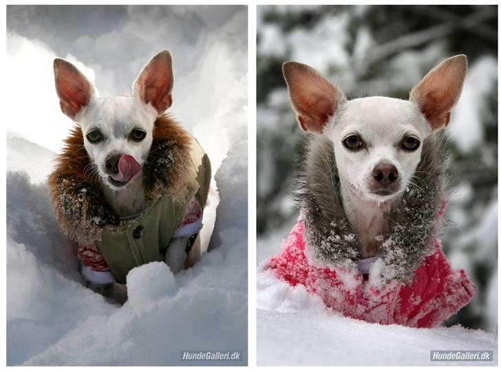 Chihuahua Guadalupe (Lupe) - Pakket godt ind. Her i de Californske bjerge.... Julen 2009 billede 7