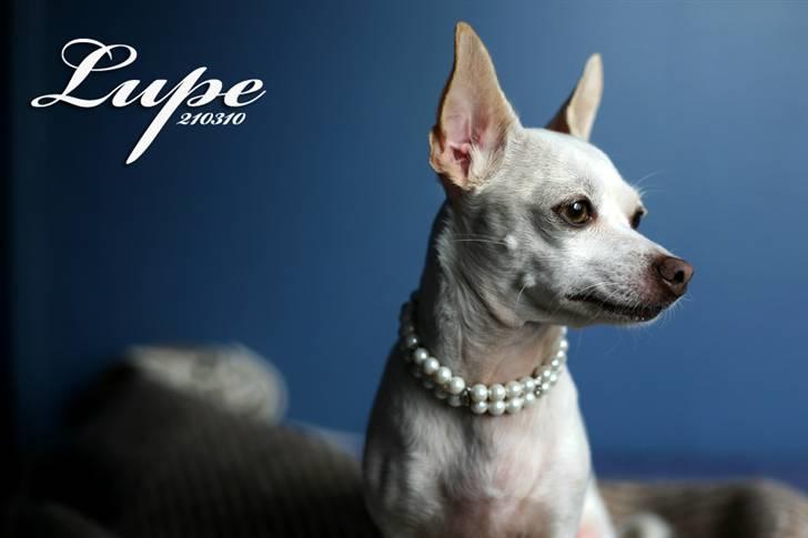 Chihuahua Guadalupe (Lupe) billede 8