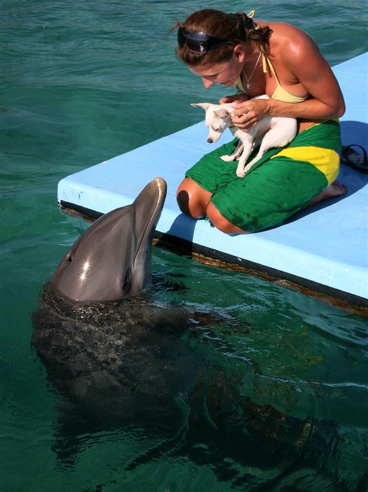 Chihuahua Guadalupe (Lupe) - Nøøøøj, en delefin mor. Lupe hilser her på Greta, på Anthony´s Key, Honduras billede 3