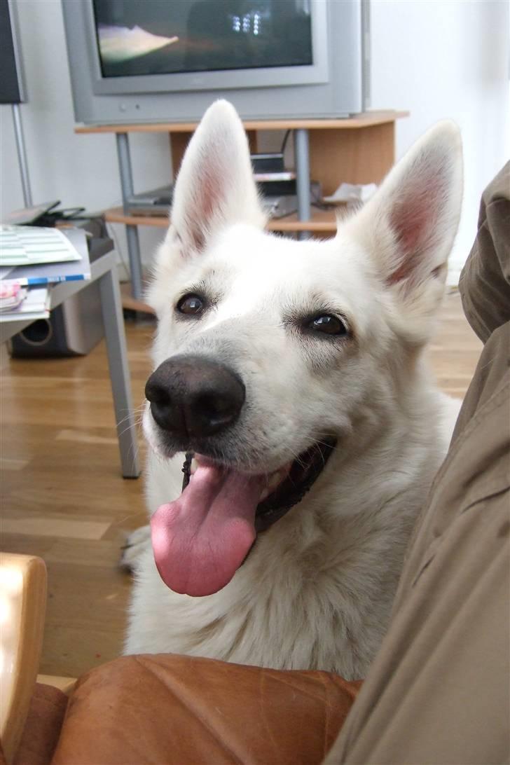 Hvid schæfer Kida *himmelhund* - Heeeej billede 12