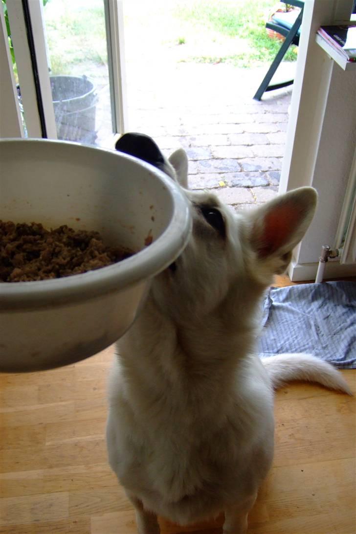 Hvid schæfer Kida *himmelhund* - Ja tak, jeg er sulten :-) billede 13