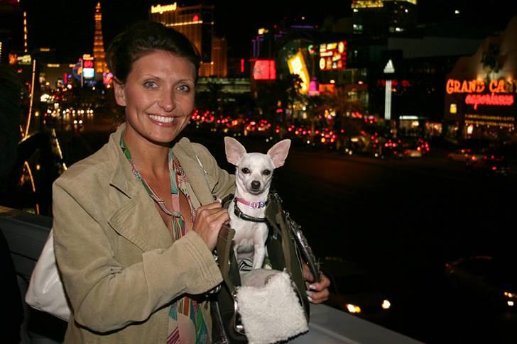 Chihuahua Guadalupe (Lupe) - Her er jeg så sammen med min mor i en kold kold by med megen blinkende lys. Den hedder Las Vegas og ligger i USA.  22.december 2007 billede 5
