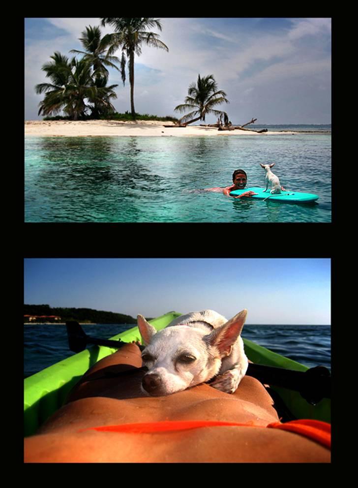 Chihuahua Guadalupe (Lupe) billede 10