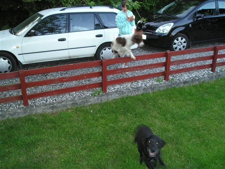 Engelsk springer spaniel tikki  R.I.P - kan i se jeg springer  billede 11