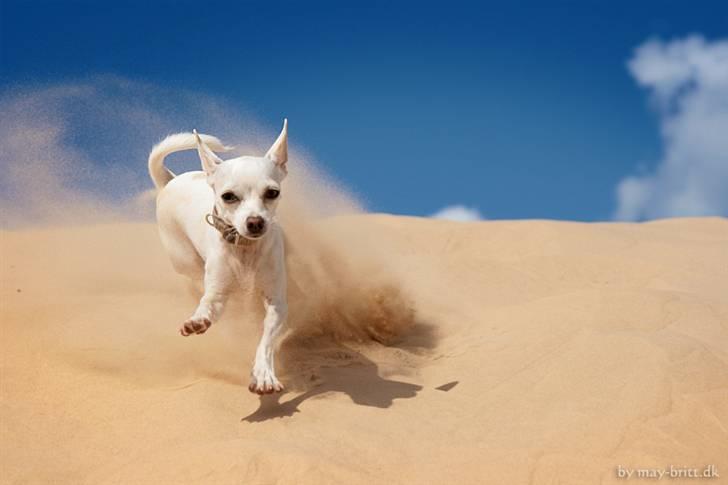 Chihuahua Guadalupe (Lupe) - Lupe nyder Jyllands mange sand dyner..... Jaaaa man behøver ikke rejse langt for at opleve smuk natur :)  August 2008 billede 4