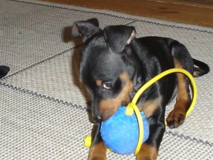 Dvaergpinscher spike billede 18