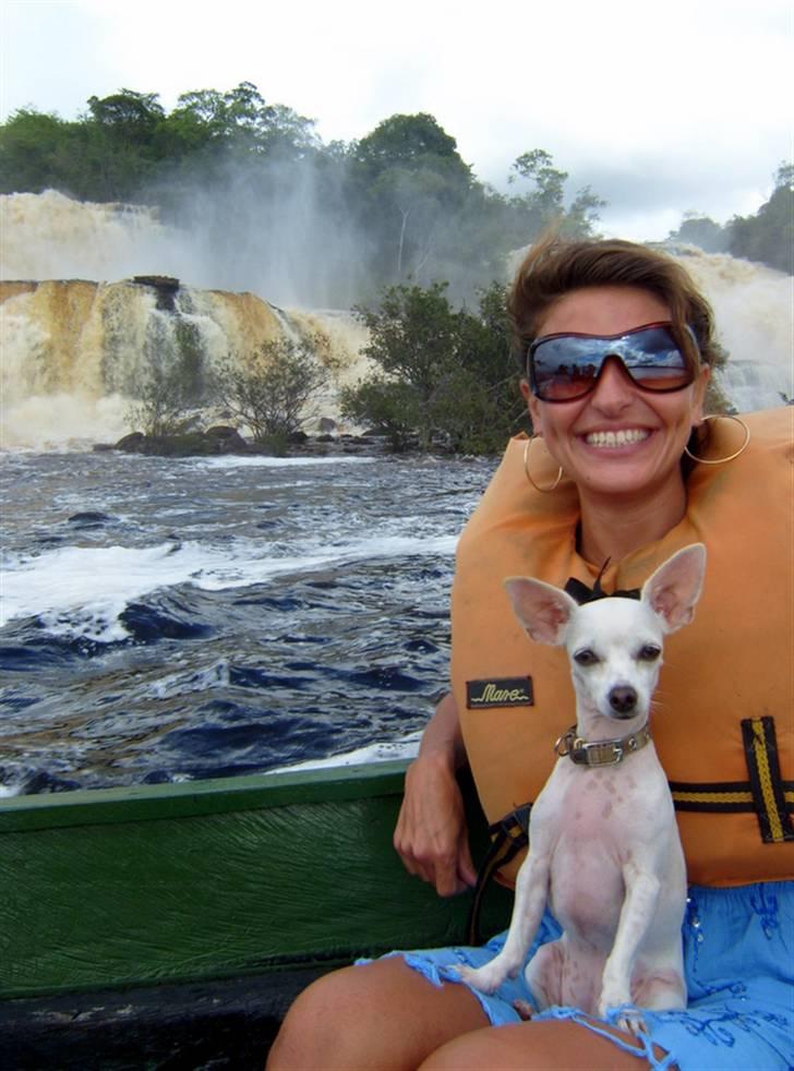 Chihuahua Guadalupe (Lupe) - Lupe og jeg i Canaima Lagunen i Venezuela. Juli 2008 billede 11
