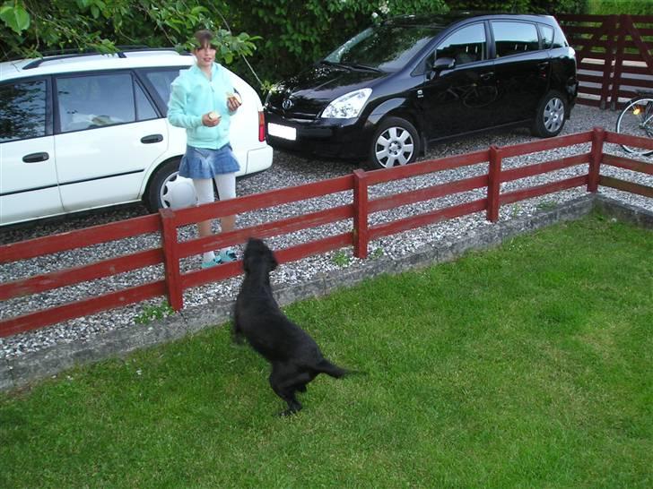 Labrador retriever bella <3<3død£>£> tud tud - mig og kamilla billede 8