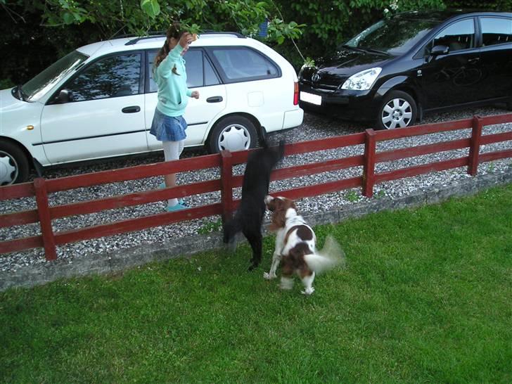 Labrador retriever bella <3<3død£>£> tud tud - mig tikki og kamilla billede 9